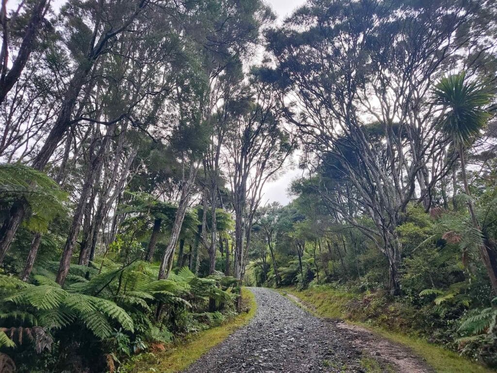 Waitākere Ranges, Slip Pipeline and Beveridge Track Loop, New Zealand, native rainforest, hiking trail, rocky path, lush tree ferns, tall trees, wilderness