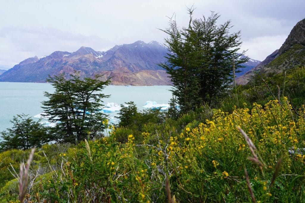 Huemul Trek, Patagonia, by Hayley, glacial lake, icebergs, snow-capped mountains, wildflowers, Los Glaciares National Park