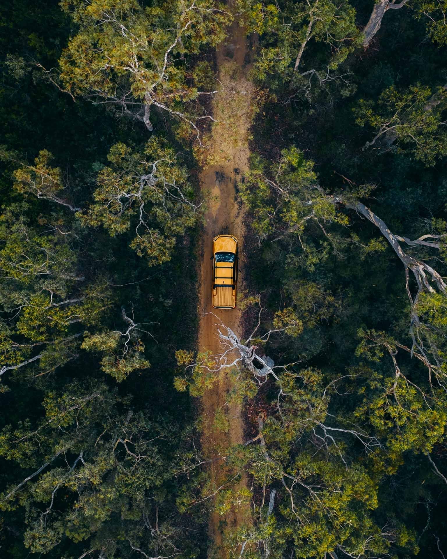 Toyota HiLux, by Tim, yellow ute, dirt track, forest, off-road driving, sunglow