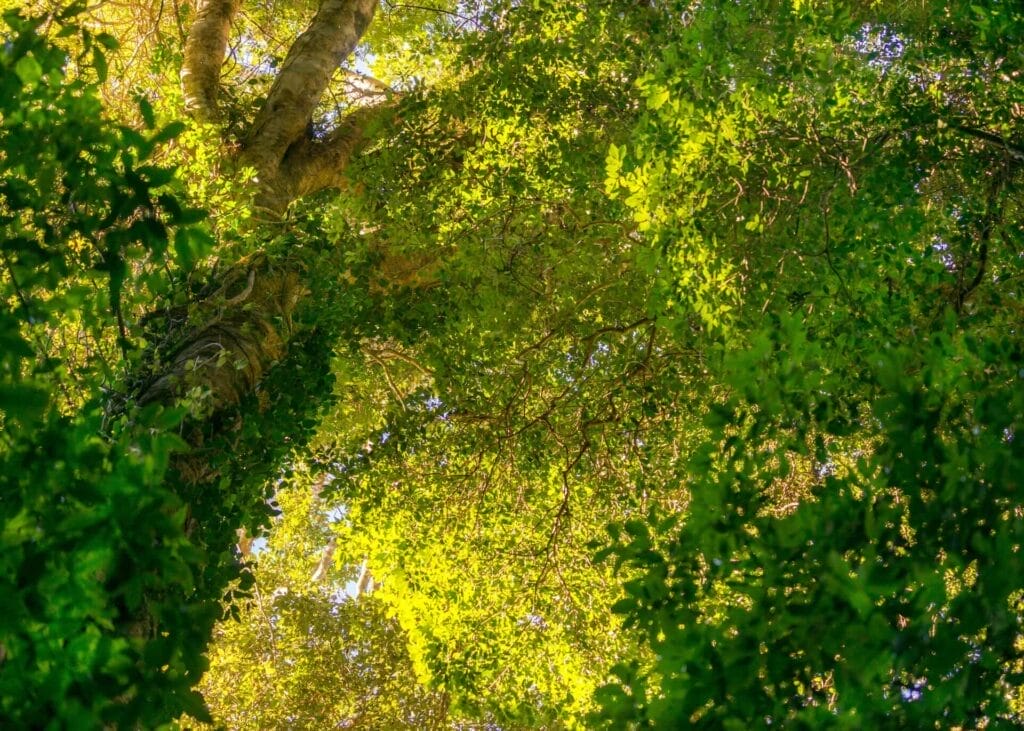 Daves Creek Circuit, Lamington national Park, photo by Miranda Fittock
