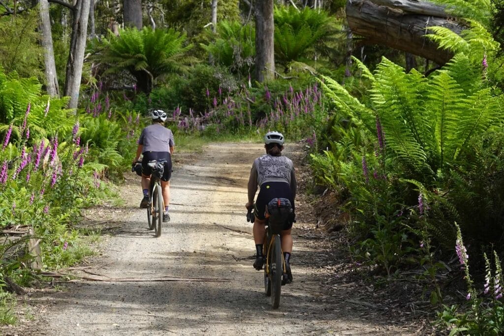 Tassie Traverse, by Rohan Hunt, bikepacking, Tasmania, forest trail, ferns, purple wildflowers, cyclists, Derby to Weldborough Hotel
