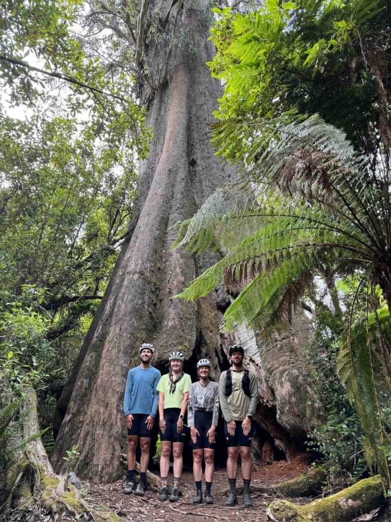 Blue Tier Big Tree, Tasmania, by Josh Armstead, giant tree, lush forest, bikepacking, Tassie Traverse hike