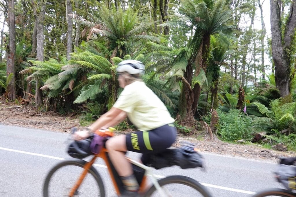 Weldborough, Tasmania, by Rohan Hunt, bikepacking, cyclist, forest, tree ferns, road, lush greenery, Tassie Traverse