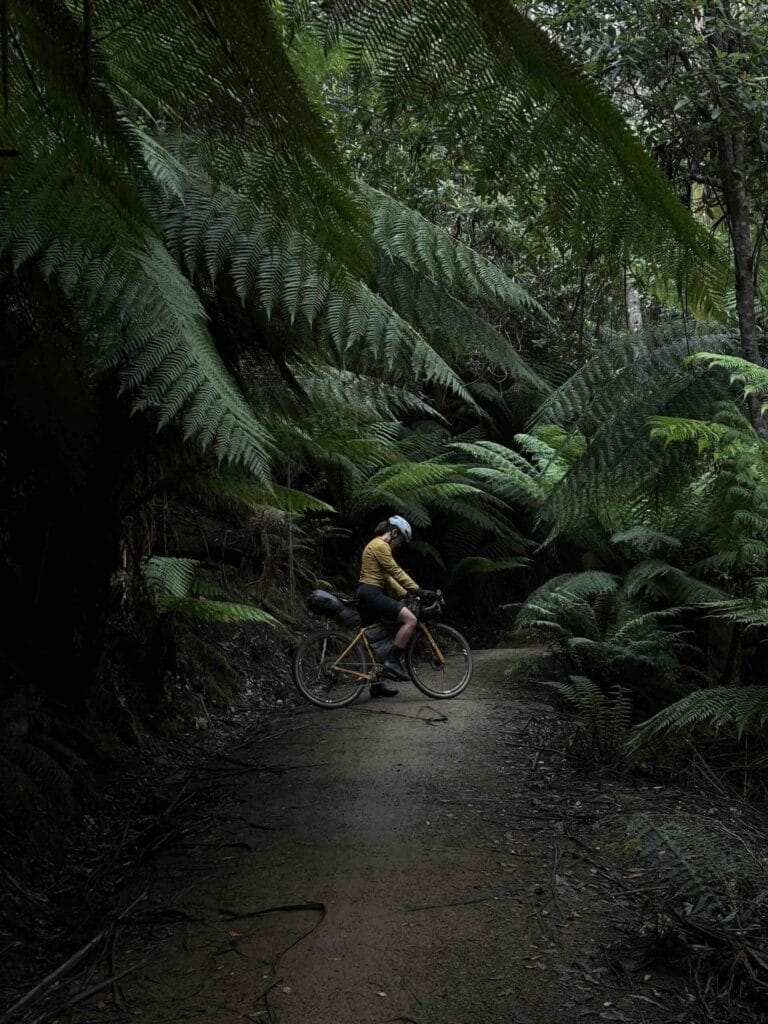 Mount Wellington, by Rohan Hunt, bikepacking, gravel bike, lush forest, ferns, dirt path, moody light, Tassie Traverse, outdoor adventure