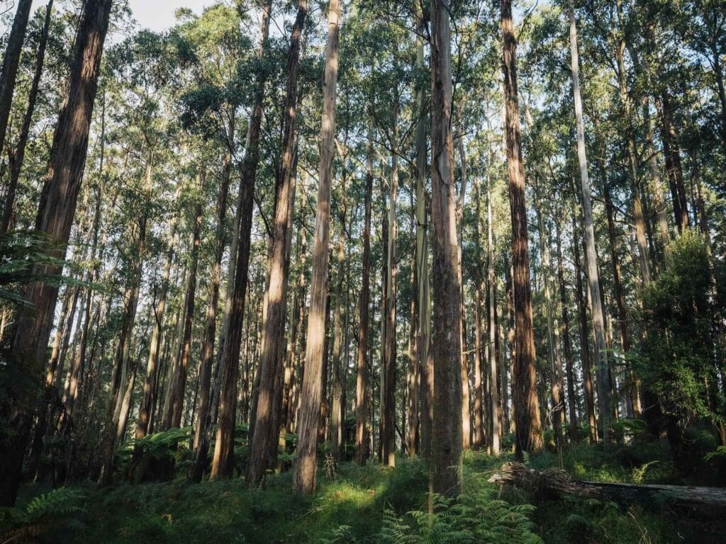 Maroondah Reservoir Park forest, tall trees, eucalyptus trees, dense forest, sunlight, ferns, Yarra Ranges National Park, Victoria, Australia