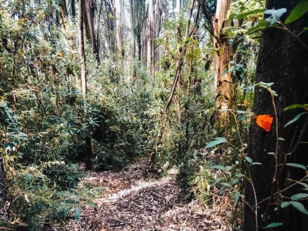 Condons Track, Maroondah Reservoir Park, dense forest, walking trail, filtered sunlight, orange trail marker, Yarra Ranges National Park, hiking, Victoria, Australia, Monda Road