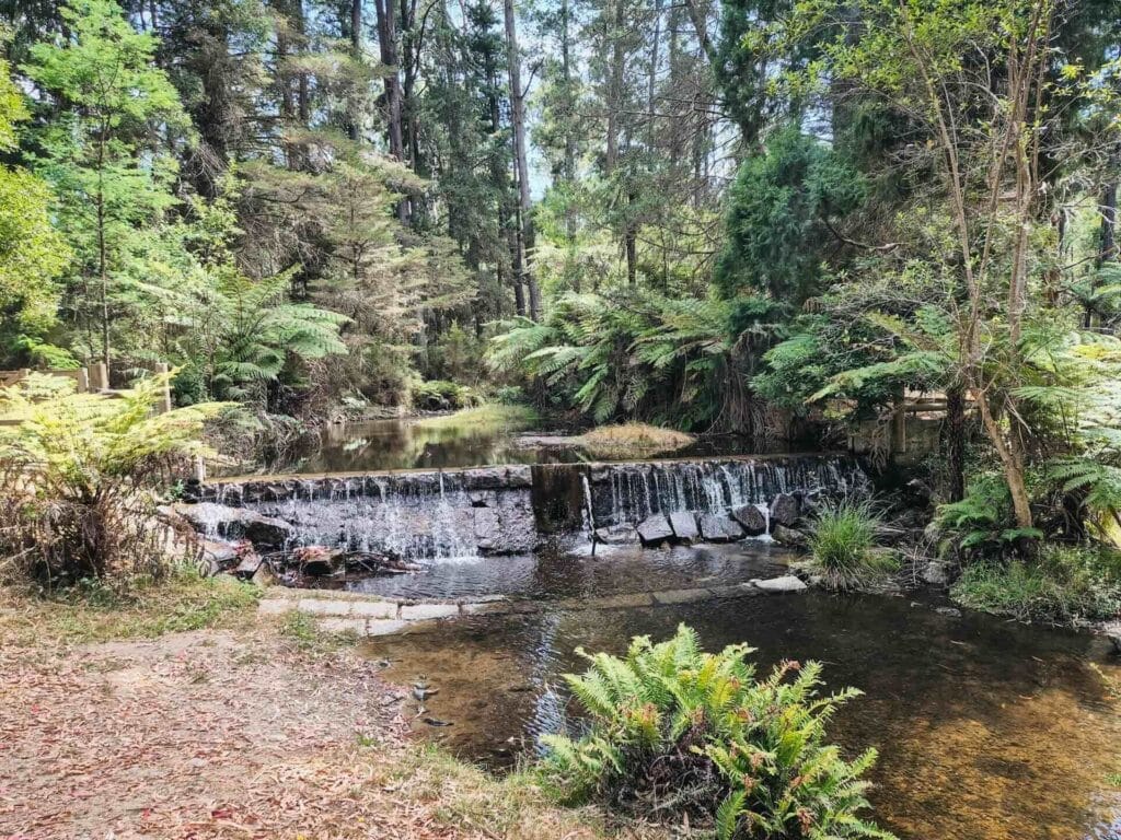 Donnelly Weir, waterfall, creek, forest, ferns, Maroondah Reservoir Park, Yarra Valley, Victoria, Australia