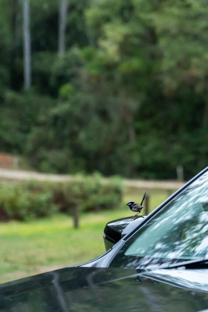 Superb Fairy-wren, Gloucester River Campground, Barrington Tops National Park, NSW, perched on car, curious bird, Australian wildlife