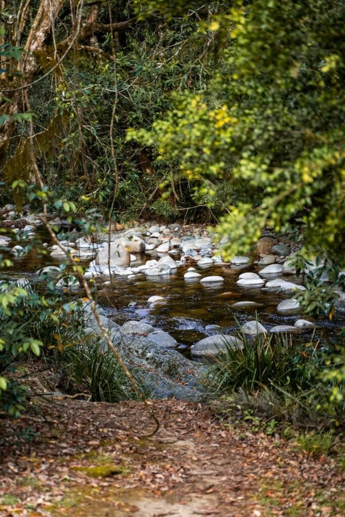 Gloucester River swimming hole, Barrington Tops National Park, forest, creek, rocky path, nature trail, New South Wales