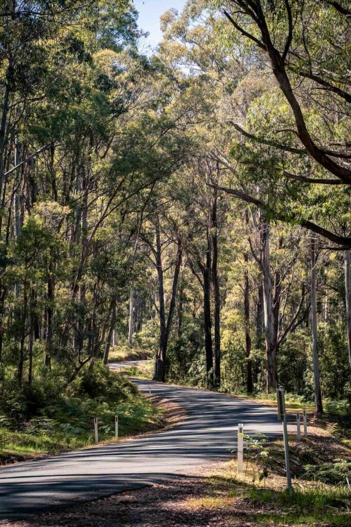 The Road to Barrington Tops, winding road, tall trees, dappled sunlight, forest, Barrington Tops National Park, scenic drive, Australian bush
