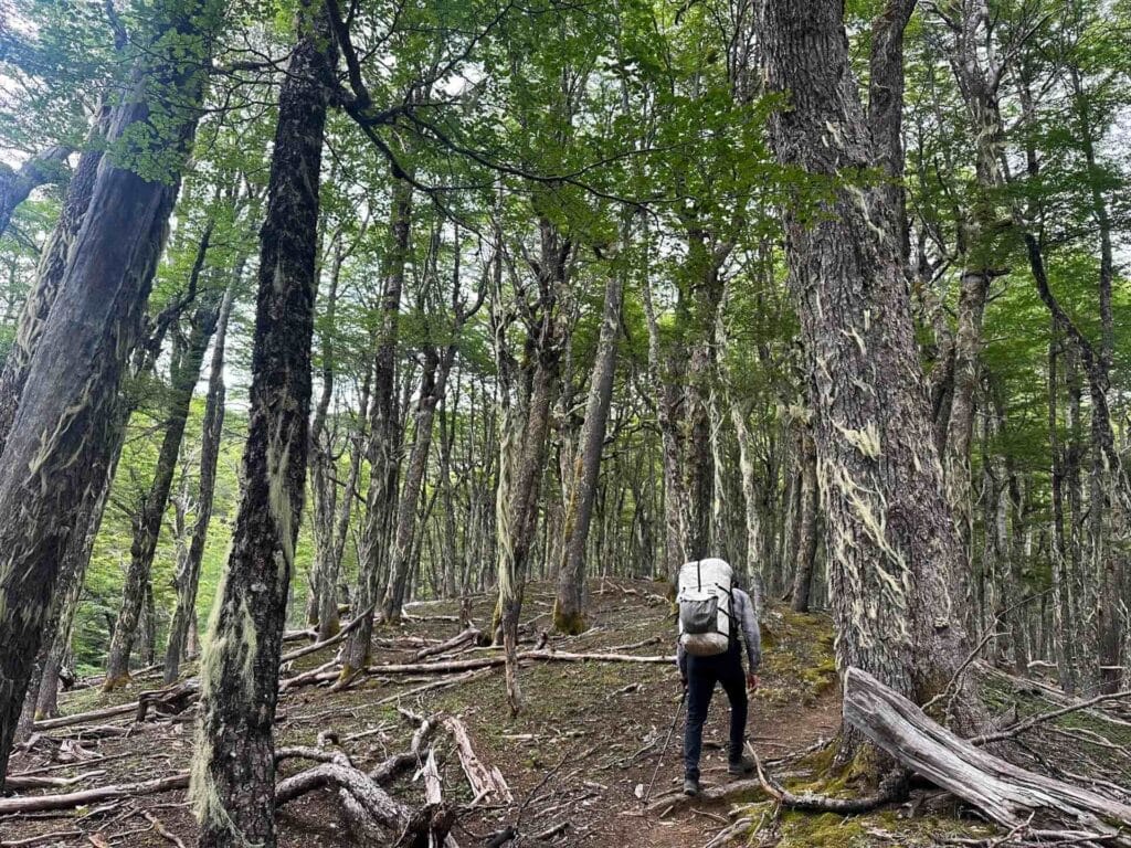 Las Horquetas Trek, Cerro Castillo National Park, Patagonia, by Bea, dense Lenga forest, moss-draped trees, old man's beard lichen, hiking trail, backpacker