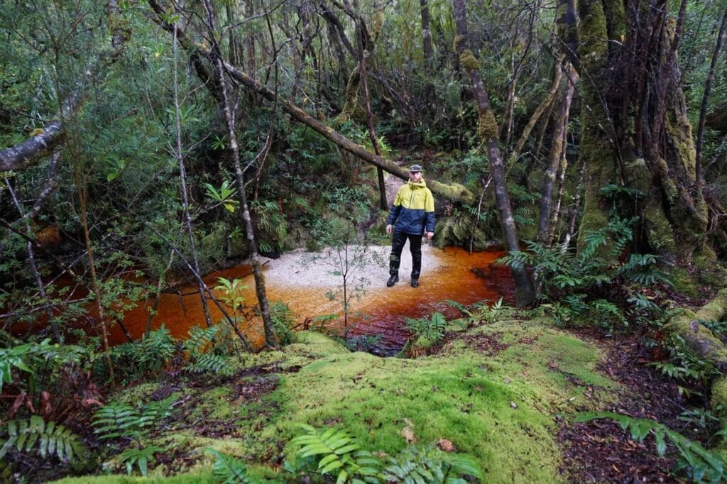 Tasmanian wilderness, forest creek, mossy trees, red water, hiker, lush greenery, bushwalking adventure, nature connection