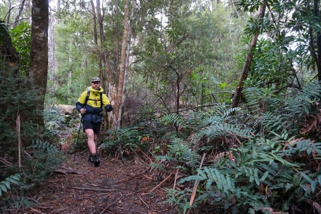 Tasmania, bushwalking, man hiking, trekking poles, dense forest, green ferns, dirt trail, adventure, exploration