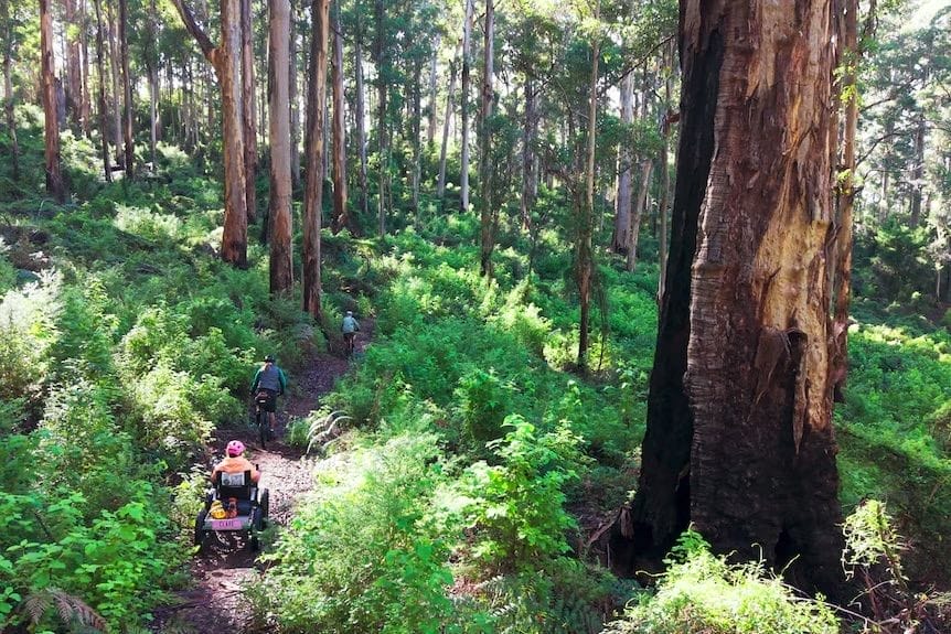 Munda Biddi Trail, Clare Reilly, off-road wheelchair, mountain biking, lush forest, tall trees, sunlit path, disability adventure, Western Australia