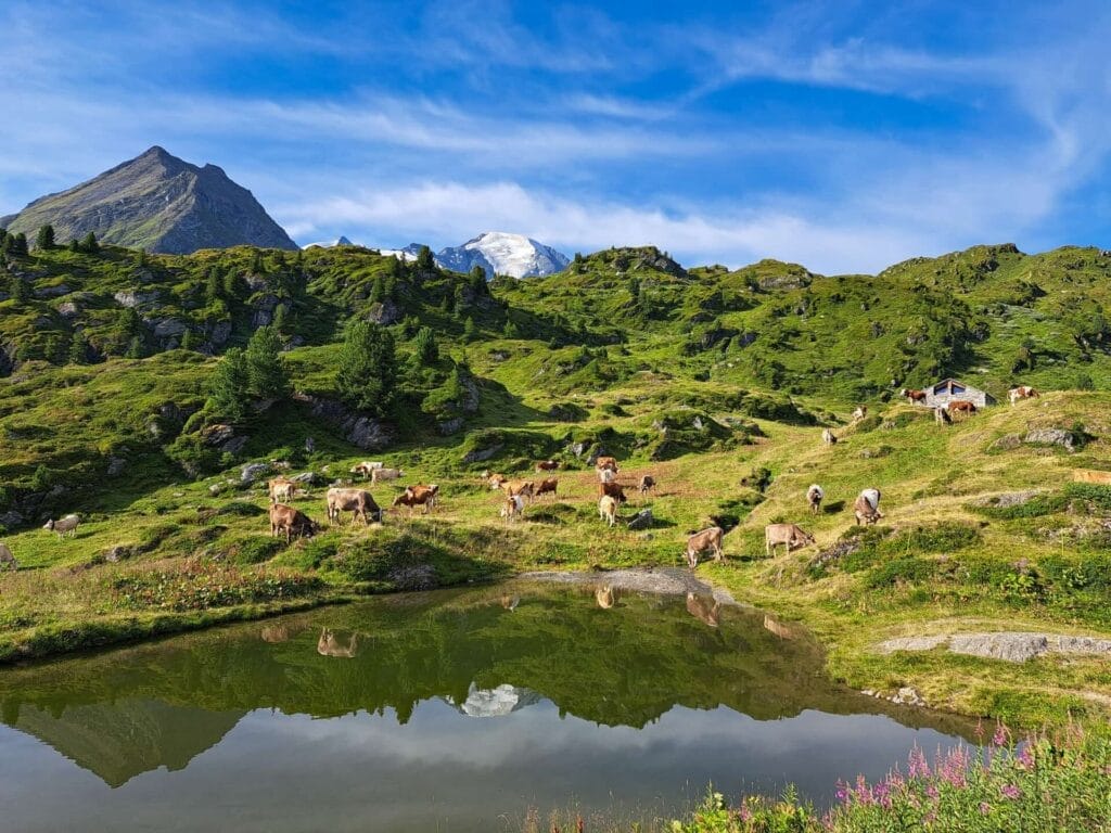 Val de Bagnes, Cabane Brunet, Beckerhoff, Swiss Alps, alpine meadows, cows, mountain lake, reflections, hiking, Switzerland